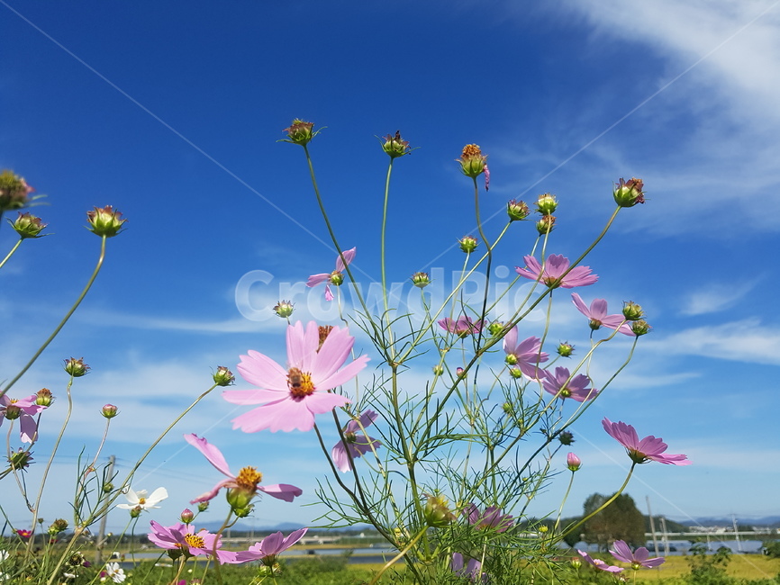 파란하늘,가을,높고맑은하늘,코스모스,예쁨,아름다움,자연,봄,옥외,nature,outdoors,spring,식물,자연,plants,nature,꽃,flower