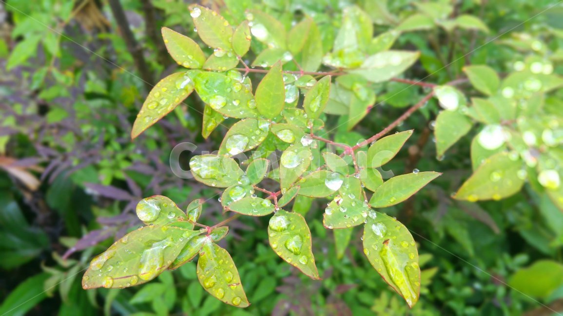풀잎,아침이슬,풀잎이슬,leaf,잎,식물,자연,plants,nature