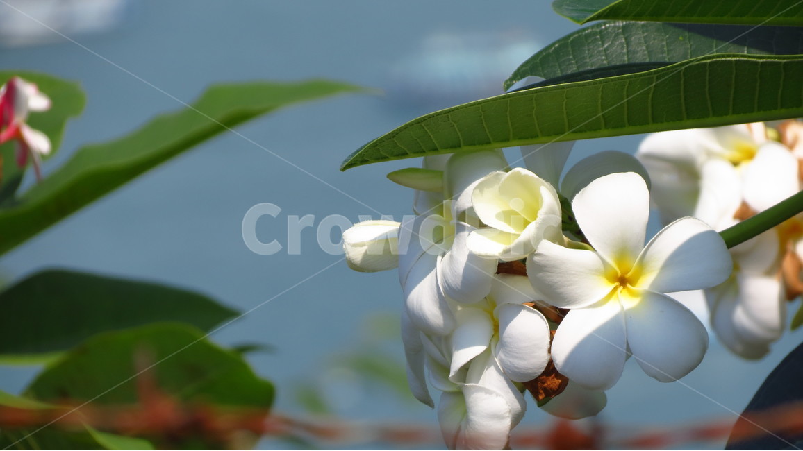 꽃,태국꽃,리라와디,릴라와디,참파꽃,leelawadee,thai,thailand,flower,thaiflower,식물,자연,plants,nature,꽃,flower