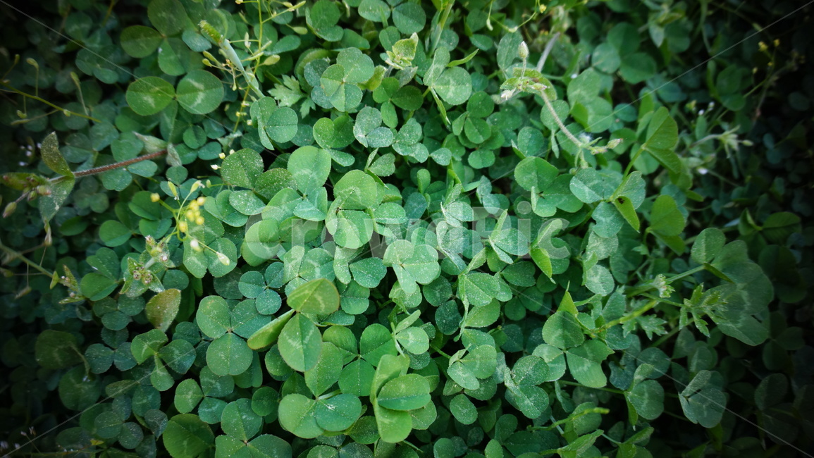 행복,세잎클로버,치유,초록,식물,식물,자연,plants,nature