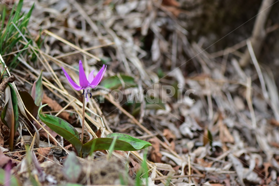 얼레지,야생화,봄,꽃,풀꽃,자연,식물,식생,plants,nature,spring,season,flower