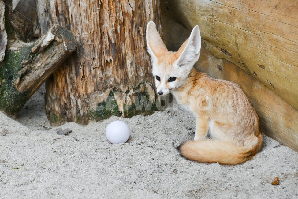 동물,사막여우,animal,귀여운동물,desertfox,여우,fox,동물,animal,포유류,mammal