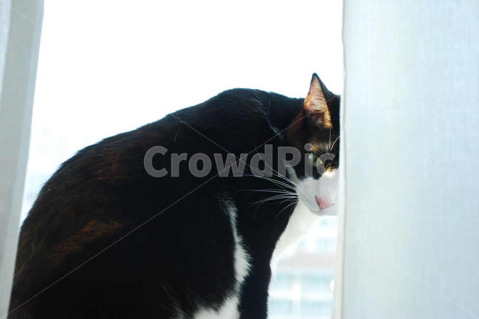 고양이,햇살,반려묘,반려동물,동물,야옹이,냐옹이,cat,고양이모델,아침햇살,animal,검은고양이,눈빛,cateye,커튼,동물,animal,포유류,mammal,고양이,cat,kitten,kitty
