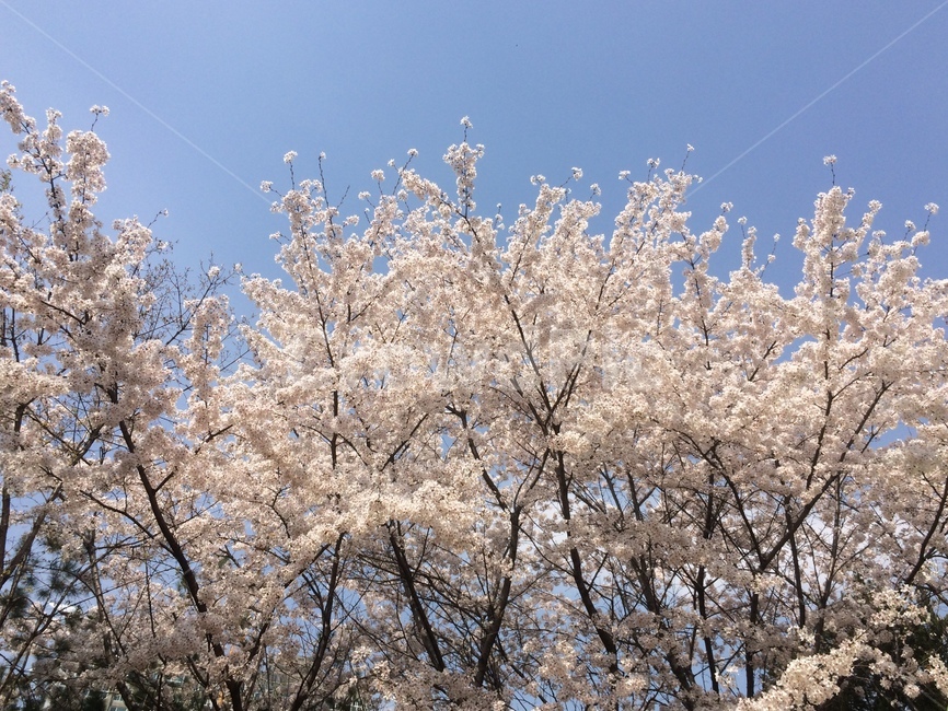식물,flower,꽃,blossom,벚꽃,봄,하늘