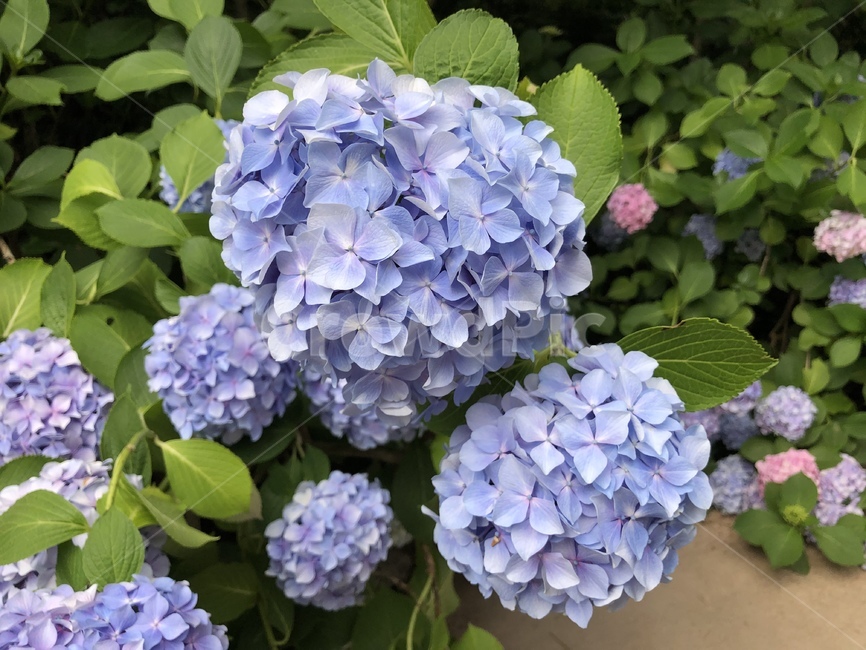 꽃,수국,하늘색,여름꽃,자연