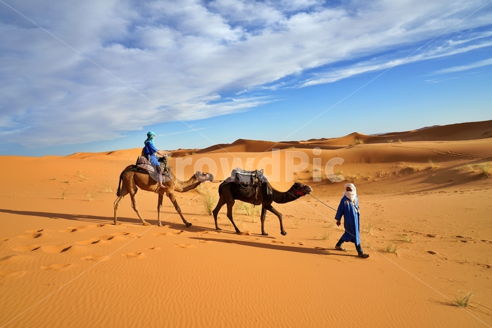 사막,desert,사하라사막,saharadesert,낙타,camel,그림자,shadow,붉은색,red,nature,자연,outdoors,옥외,sand,모래,dune,모래언덕,sunlight,빛,동물,animal,포유류,mammal,사람,인물,인간,human,person