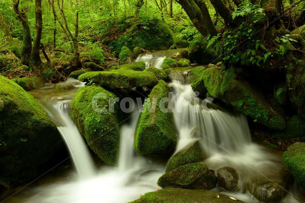 나무,물,돌,상동이끼계곡,이끼계곡,개울,water,이끼,장노출