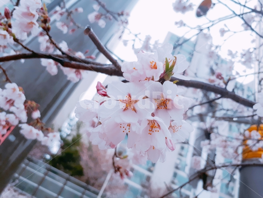 벚꽃,꽃,분홍꽃,분홍벚꽃,봄비