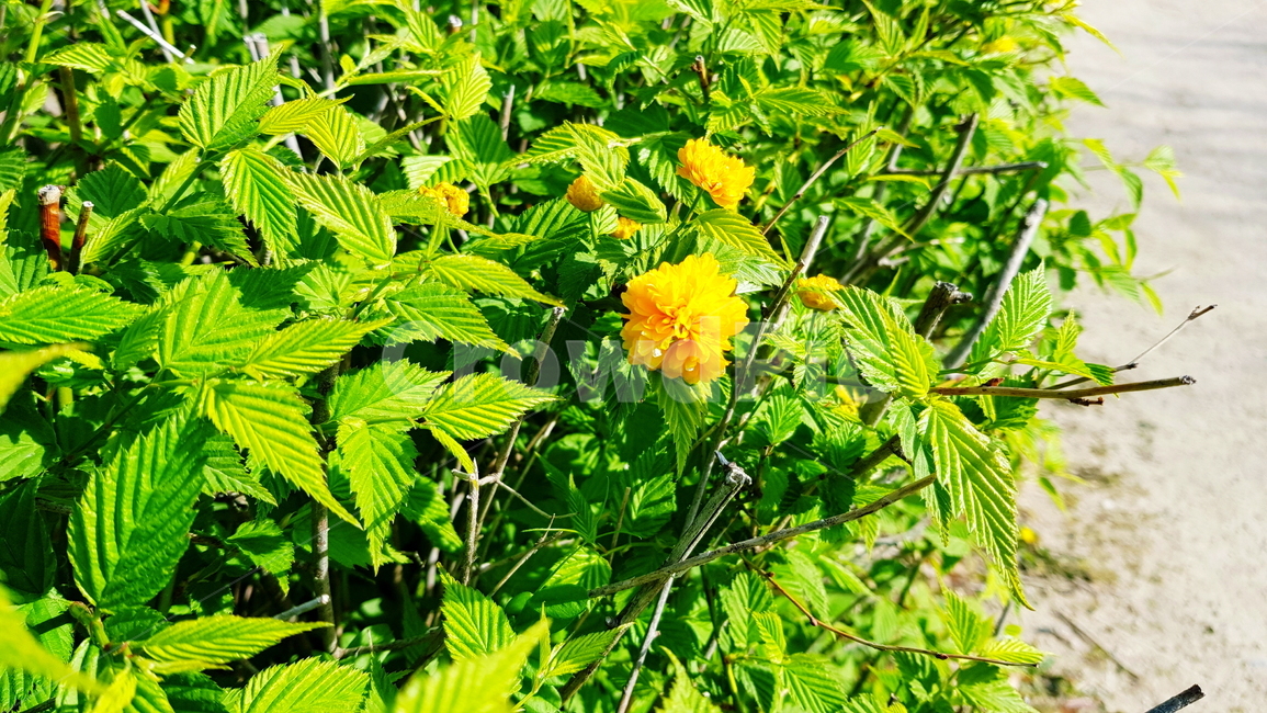꽃,노란꽃,매화,황매화,봄꽃,식물,자연,plants,nature,꽃,flower