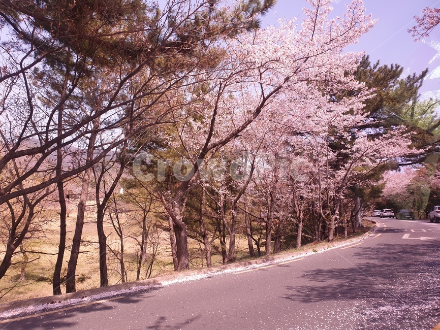 경주,꽃길,봄,벚꽃,벚꽃길,나무