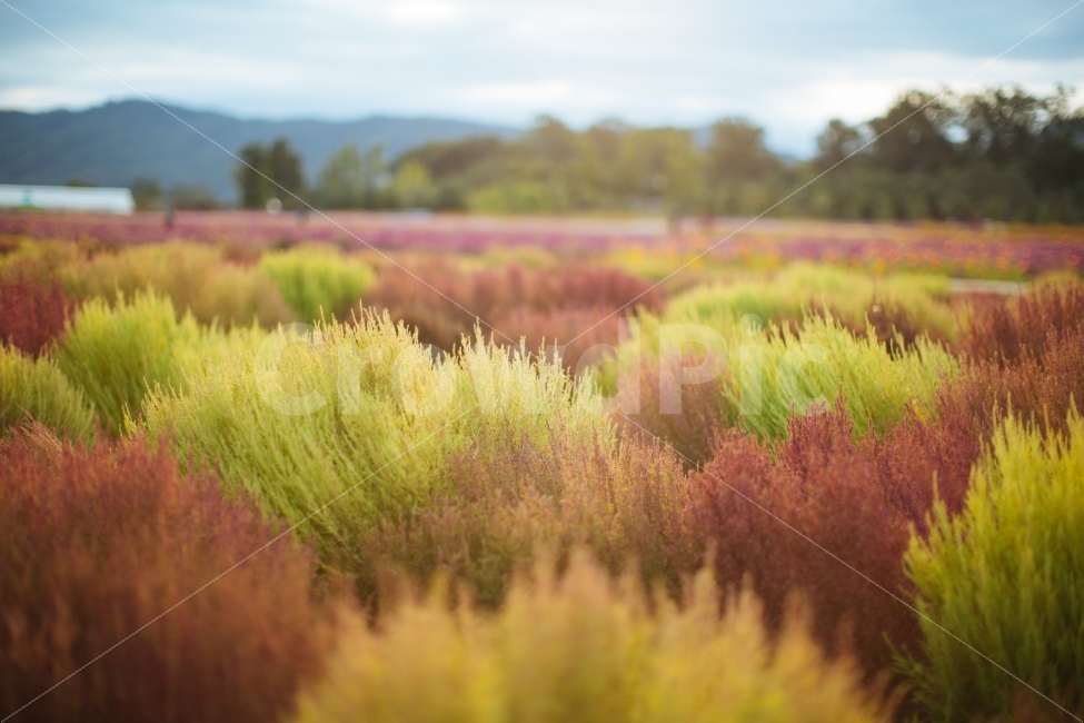 가을,감성,코키아,식물,단풍,자연,풍경,nature,landscape,한국자연풍경,한국자연경관,korea nature landscape,감성,sensible,feeling,field,들,grassland,목초지,outdoors,옥외
