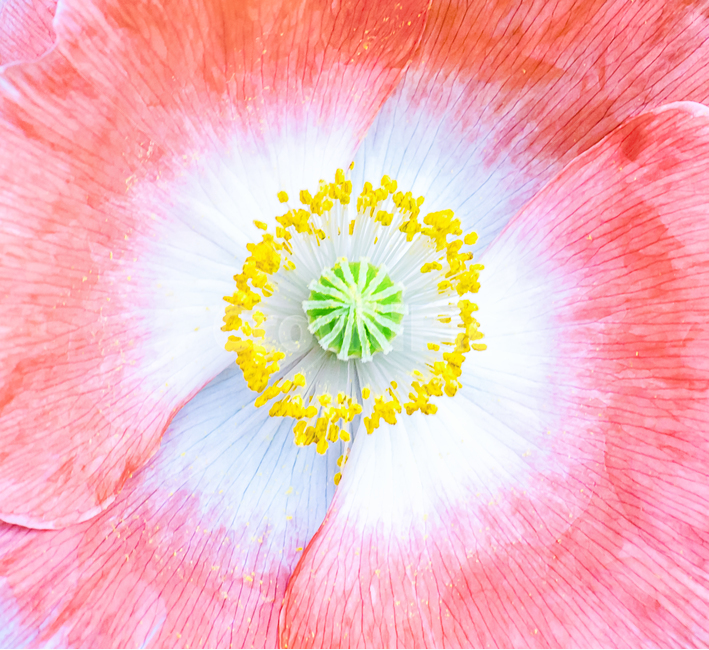 양귀비,수술,매크로,접사,꽃,식물,자연,클로즈업,배경,양귀비곷,소스,포토,따둣한,아름다움,뷰티,예쁜,flower,nature,plants,식물,자연,plants,nature,꽃,flower