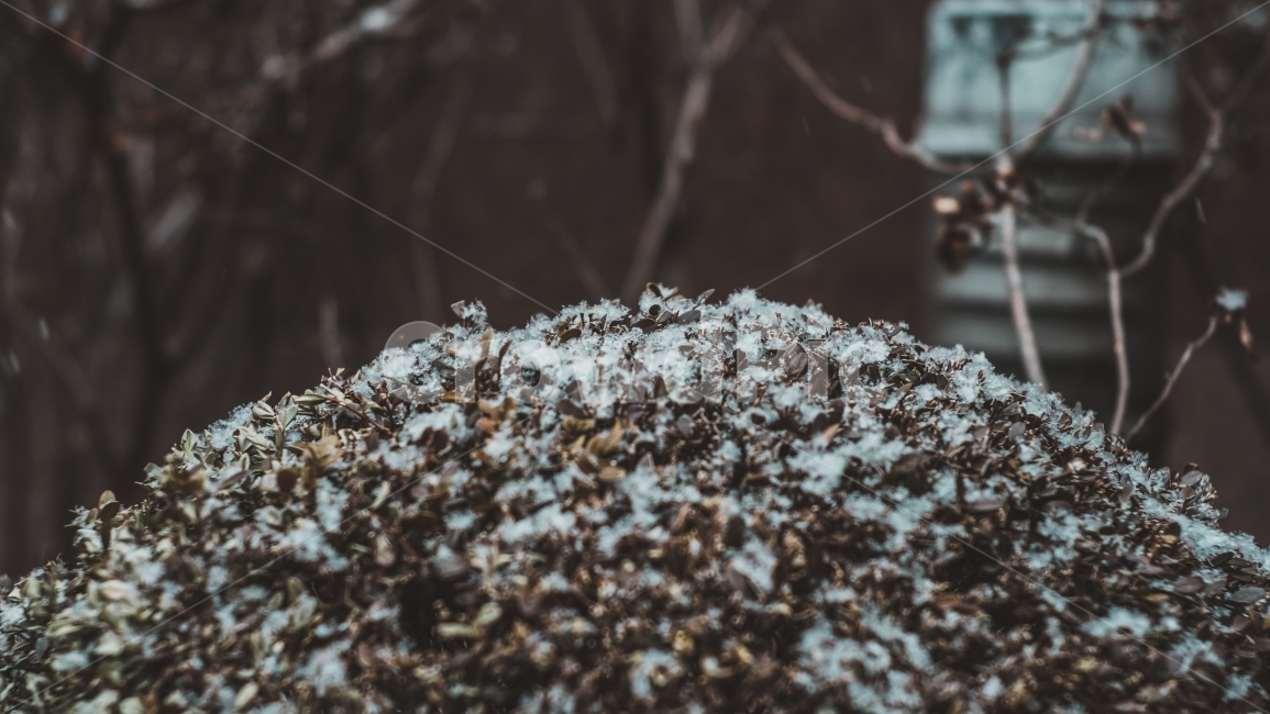 snow,heavy snow,winter trees,winter,winter snow,trees