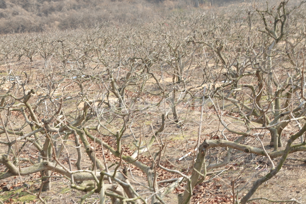 겨울나무,앙상한,자연,가지,겨울,tree,과수원