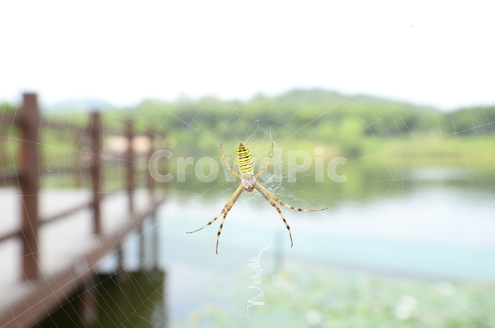 거미줄,거미,곤충,벌레,동물,동물,animal,곤충,벌레,insect,bug