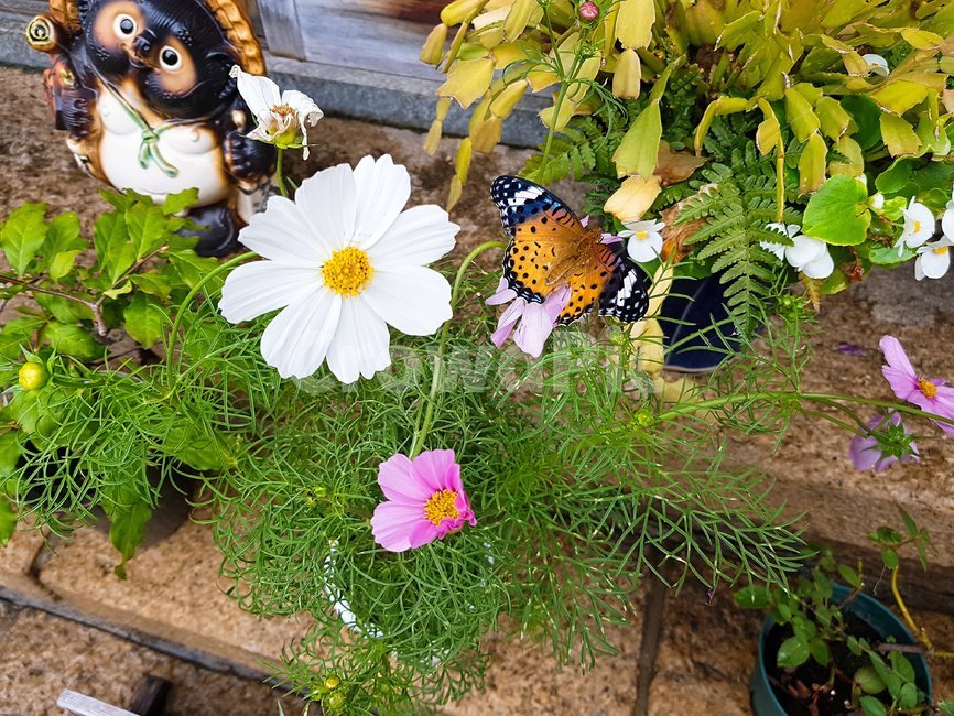 꽃,자연,나비,곤충,풀,일본,식물,자연,plants,nature,꽃,flower