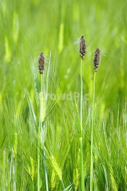 자연,식물,봄,spring,보리밭,보리,하늘,nature,감성,풍경,계절,season,자연풍경,식물,자연,plants,nature