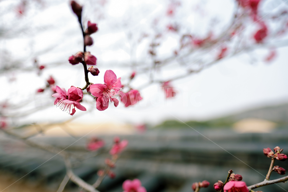 안동,하외마을,한국,홍매화,꽃,봄,계절,spring,season,식물,자연,plants,nature,꽃,flower,plant