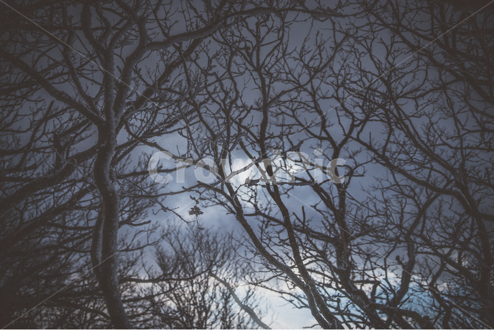 설경,나무,덕유산,눈산,풍경,landscape,mountain,snow,겨울,계절,winter,season,식물,자연,plants,nature,나무,trees,wood