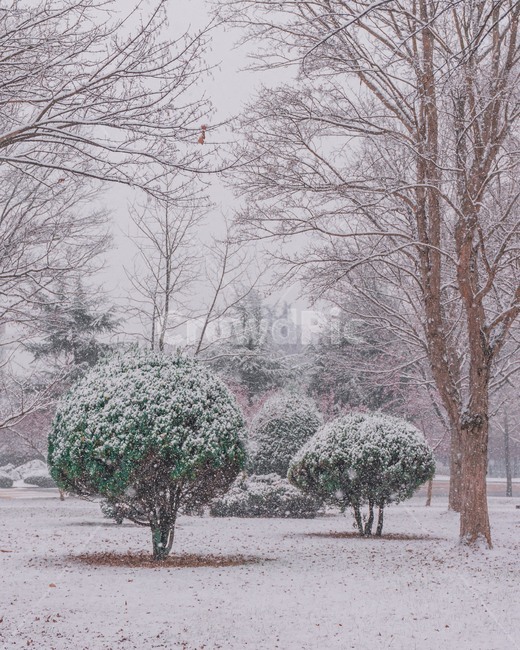 나무,초록,겨울,눈,폭설,겨울,계절,winter,season,자연,풍경,nature,landscape,outdoors,옥외
