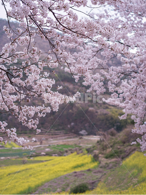 벚꽃,봄,spring,꽃,사쿠라,cherryblossom,blossom,벚꽃풍경,봄풍경,봄,계절,spring,season,자연,풍경,nature,landscape