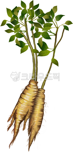 더덕, 더덕뿌리, 건강식품, 더덕잎, 더덕그림, 사진,이미지,일러스트,캘리그라피 - 잠못자는거위작가