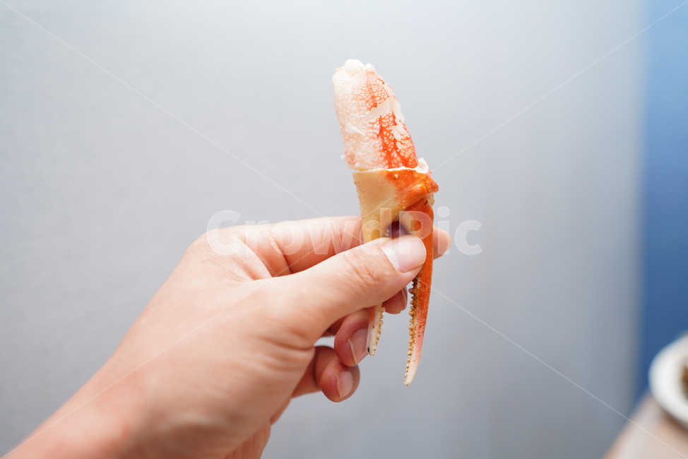 게,크랩,대게,음식,안주,먹거리,해물,crab,푸드,food,식사,손가락,사람,human,인간,finger,식품,음식,식재료,요리,food,cook,meal,dishes,food reserves,수산물,해산물,fishery products,seafood