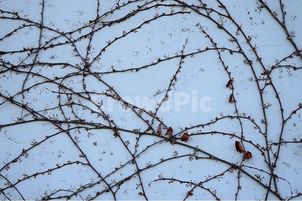 가을,계절,아이비,담쟁이,고착,벽,가을,계절,fall,autumn,season