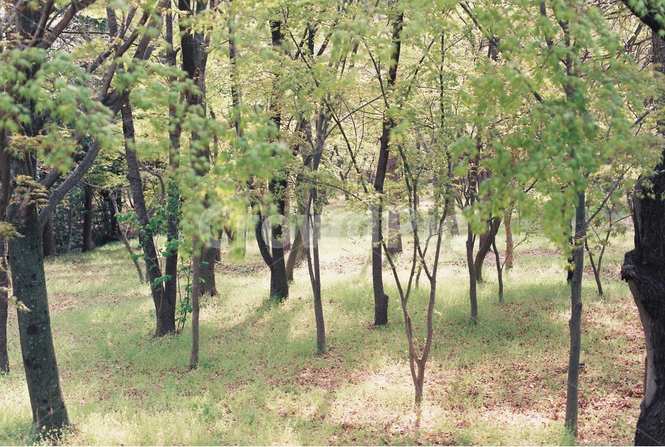 감성이미지,숲,녹색,푸른,나무,그린,forest,wood,green,자연,풍경,nature,landscape,tree,plant,식물,tree trunk,나무 줄기,land,땅,outdoors,옥외,woodland,삼림지,vegetation,초목,grove,작은 숲