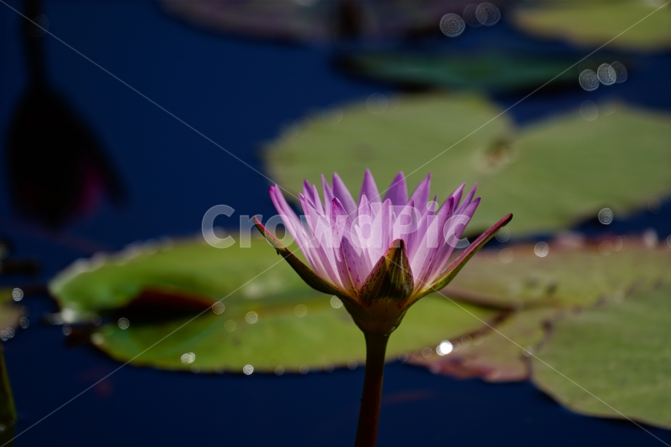 수련,연꽃,여름꽃,플라워,flower,lotus,waterlily,pondlìly,식물,자연,plant,nature,연못,연잎,연꽃잎,꽃,수생식물,pond,수중식물,여름,summer