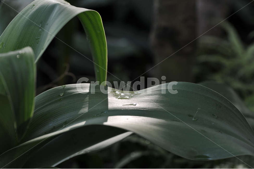 빛,식물,자연,온실,풍경,초록,식물,자연,plants,nature