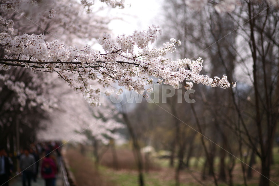 plant,식물,flower,꽃,blossom,벚꽃,봄,식물,자연,plants,nature,꽃,flower