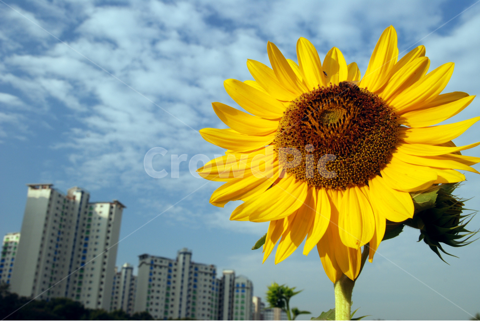 해바라기,가을,가을꽃,노랑꽃,계절,여름,계절,summer,season,가을,fall,autumn,식물,자연,plants,nature,꽃,flower,plant,blossom