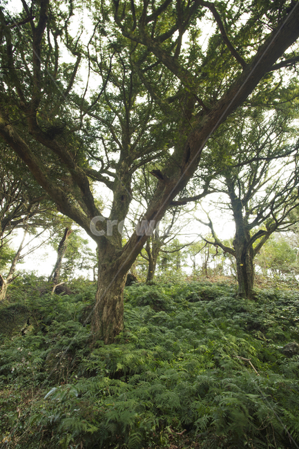 숲,녹색,산책,휴식,감성,tree,나무,plant,식물,treetrunk,나무줄기