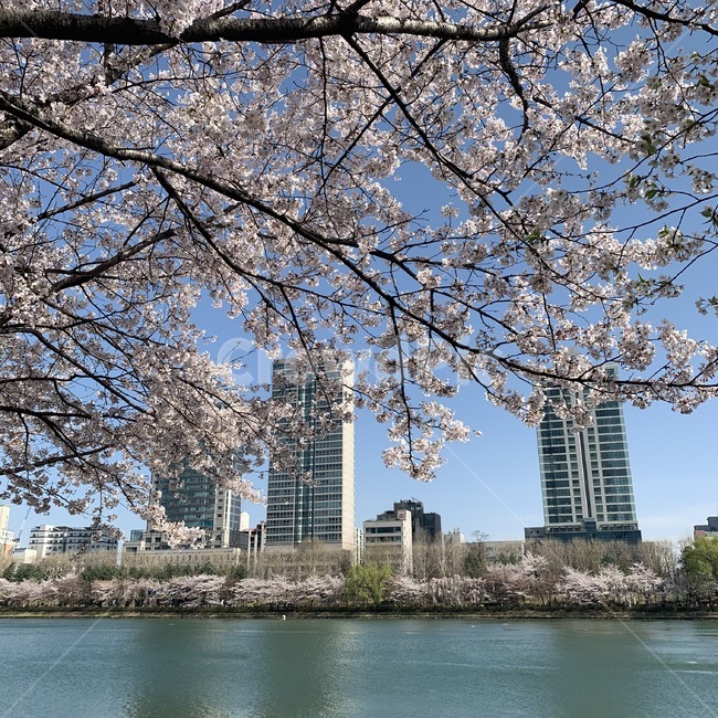석촌호수,벚꽃,봄,flower,spring,호수,풍경,lake,cherryblossom,봄,계절,spring,season,plant,식물,꽃,blossom,cherry blossom