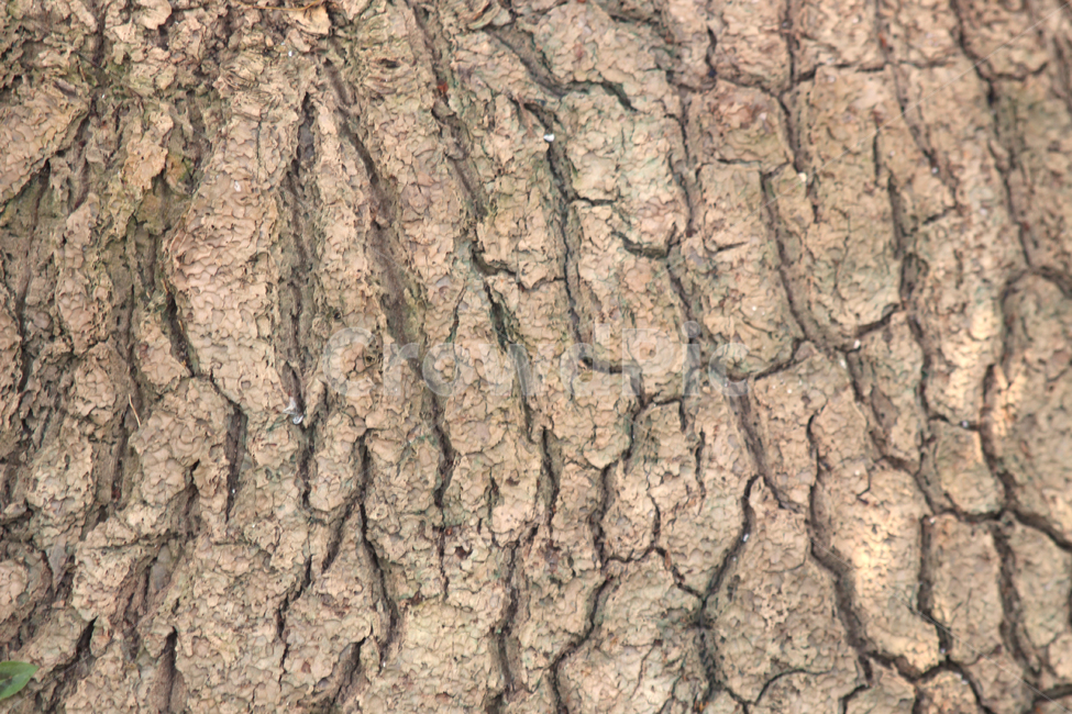 plant,식물,tree,나무,나무질감,나무재질,나무텍스쳐,질감,재질,텍스쳐,treetexture,texture,나무기둥,식물,자연,plants,nature,나무,trees,wood