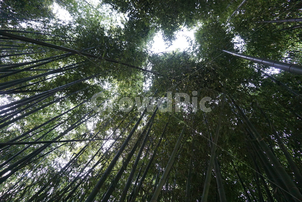 대나무,대나무숲,울산,숲,자연,풍경