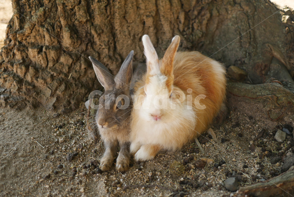 토끼,토끼섬,동물,포유류,설치류,animal,귀여움,커플,동물,animal,포유류,mammal