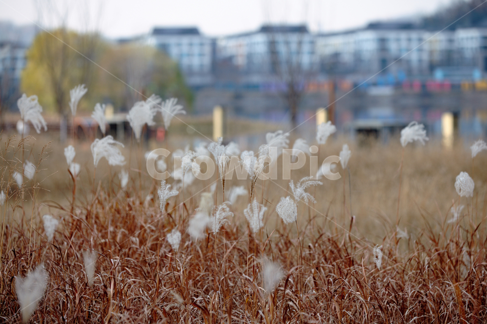 갈대,겨울,공원,생각,갈대숲,가을,계절,fall,autumn,season,grass,잔디,plant,식물,lawn