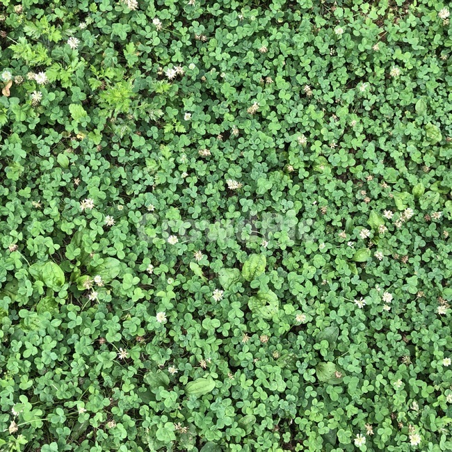 초록,패턴,자연,식물,green,nature,클로버