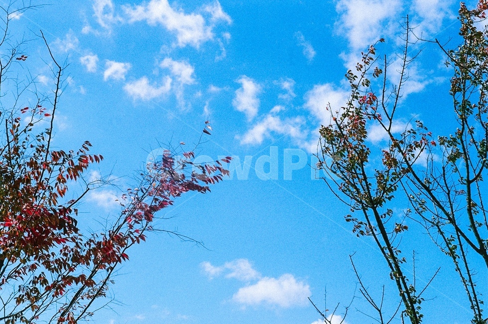 tree,나무,plant,식물,maple,단풍,leaf,잎,가을하늘,하늘,구름,자연,풍경,nature,landscape