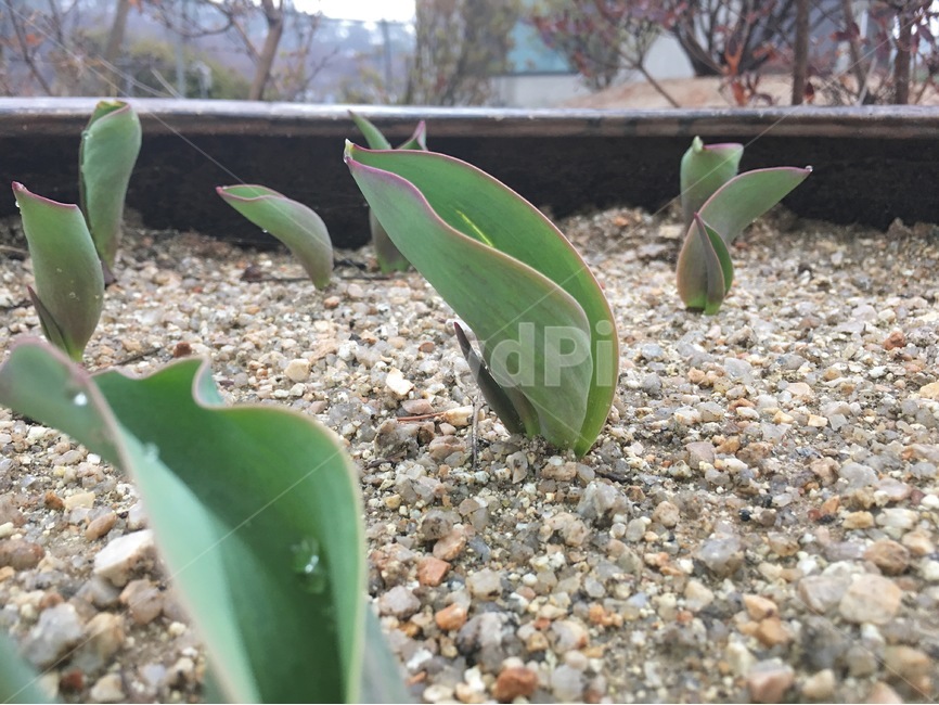 식물,화단,새싹,튤립새싹,튤립,봄,계절,spring,season,식물,자연,plants,nature,plant