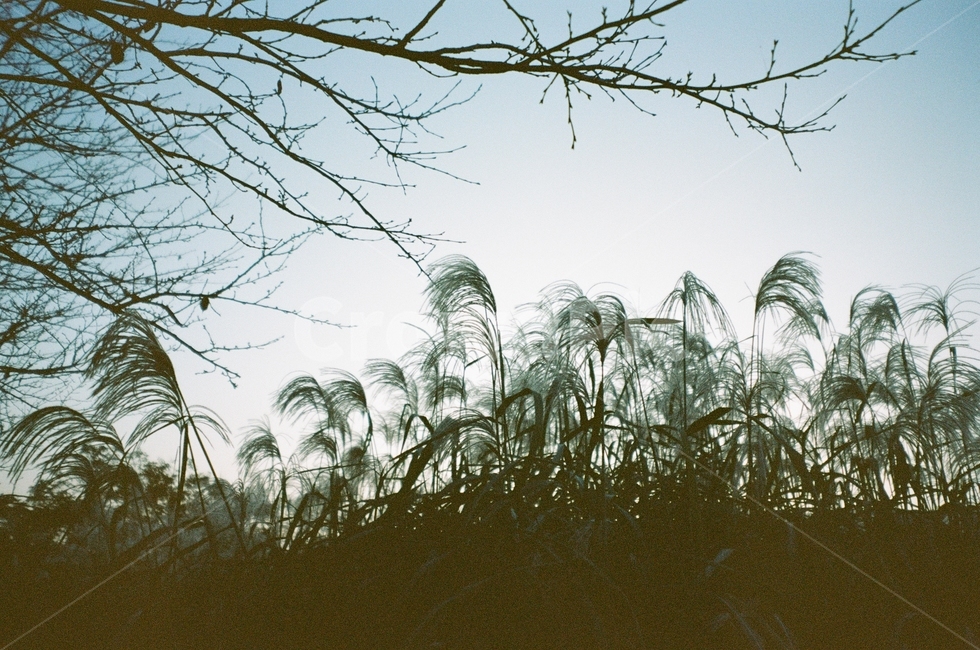 가을,억새,갈대,하늘,그림자,구름,나무,풍경,동네,산책,stroll,sky,fall,autumn,green,blue,cloud,필름,아날로그풍경,analog