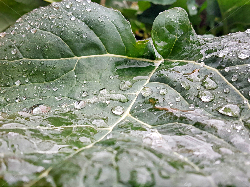 빗방울,잎,plant,식물,leaf