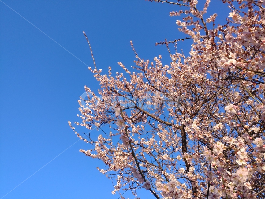 blossom,flower,꽃,식물,봄