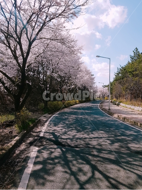 asphalt,아스팔트,벚꽃,cherryblossom,식물,봄,계절,spring,season,식물,자연,plants,nature,꽃,flower