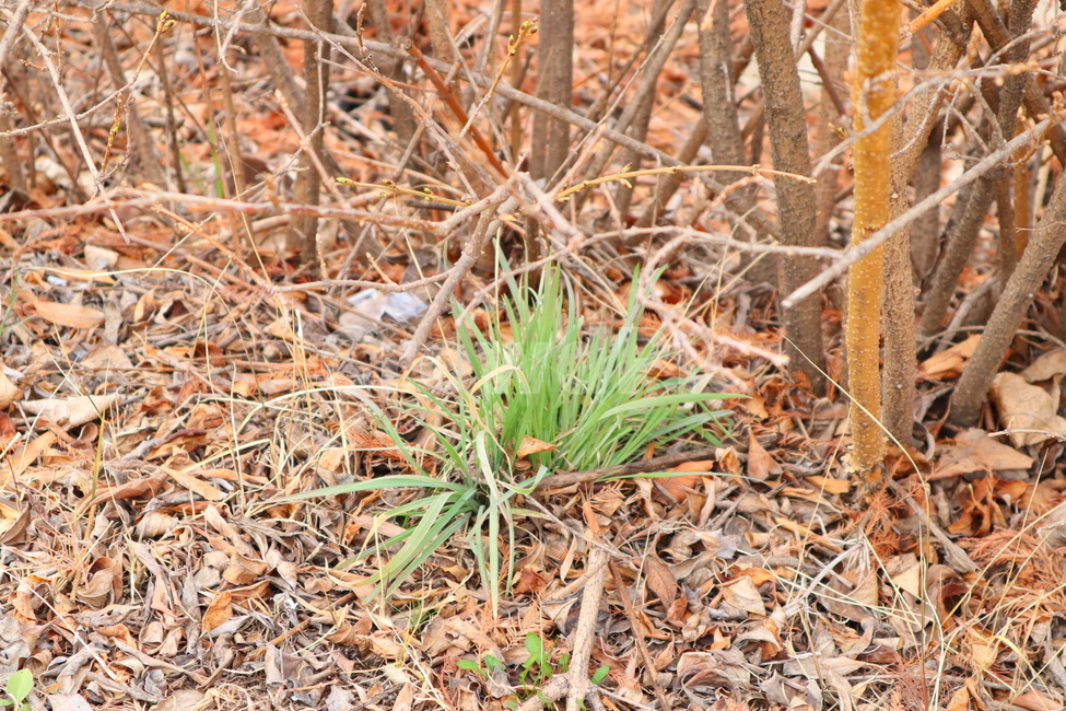 풀,잡초,낙엽,새싹,봄,식물,자연,plants,nature