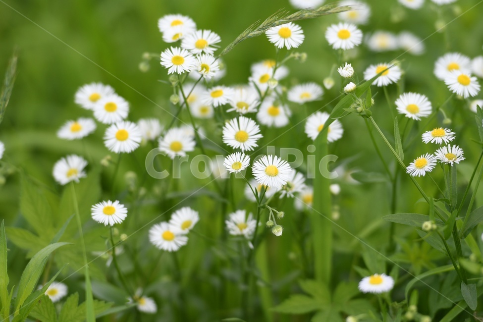 야생화,꽃,힐링,식물,plants,nature,flower,초록,자연,식물,자연,plants,nature,꽃,flower