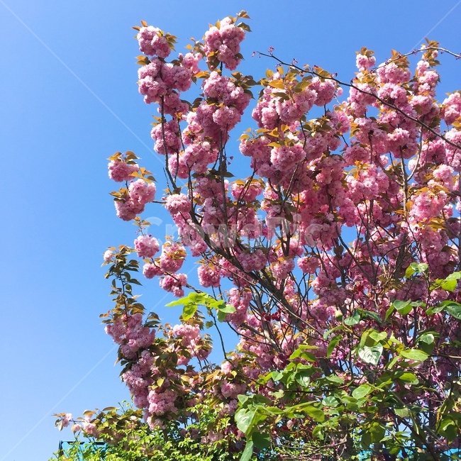 꽃,꽃놀이,자연,풍경,봄,식물,자연,plants,nature,꽃,flower