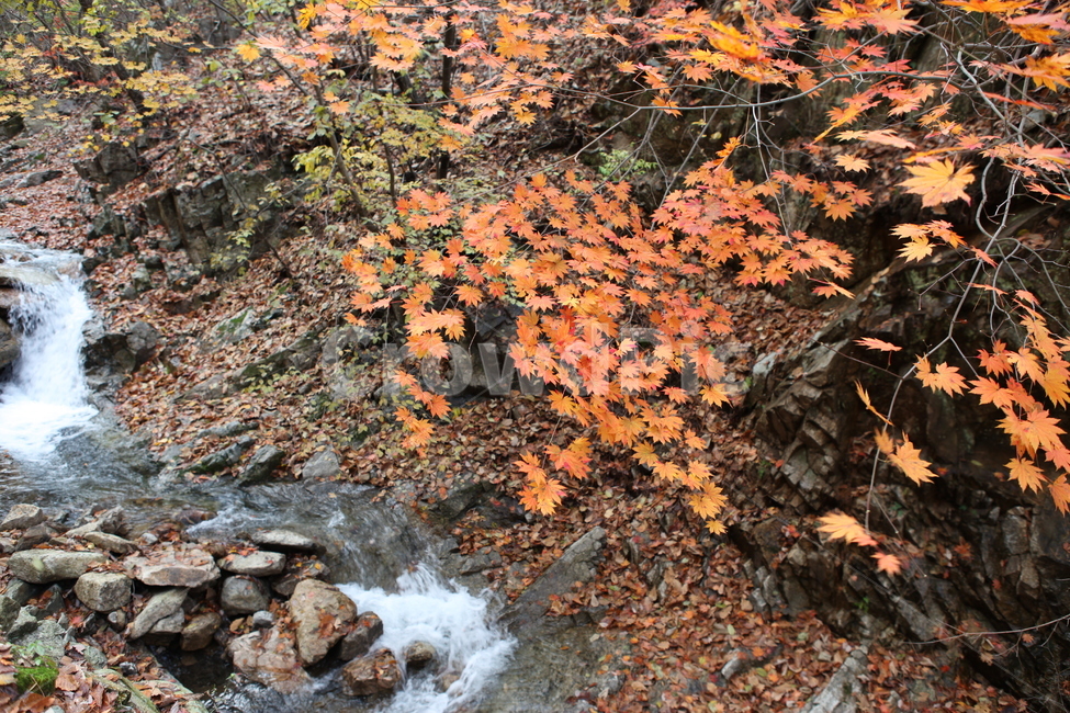 단풍,가을,계곡,돌,낙엽,가을,계절,fall,autumn,season,자연,풍경,nature,landscape,식물,plants,plant,leaf,잎,tree,나무